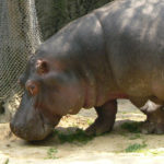 Photos of Hippo