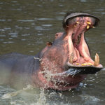 Picture of Hippo