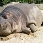 Pictures of Hippo