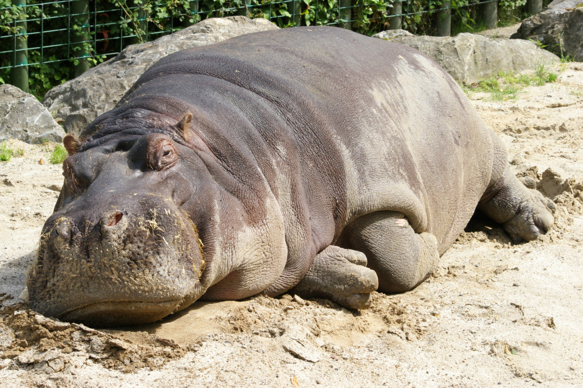 Hippo Background