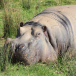 Hippo Wallpaper Image