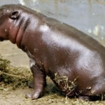 Hippopotamus Picture