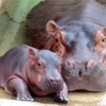 Hippopotamus Background Picture