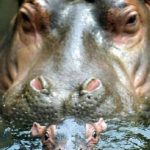Hippopotamus Desktop Background Picture