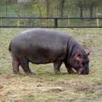 Image of Hippopotamus