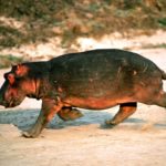 Images of Hippopotamus