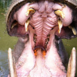 Hippopotamus Mouth Picture