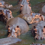 Photo of Hippopotamus
