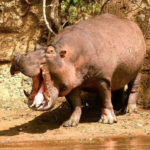 Photos of Hippopotamus