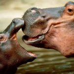 Picture of Hippopotamus