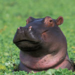 Pictures of Hippopotamus