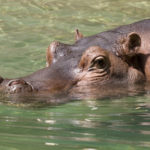 Hippopotamus Swimming Photo