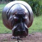 Hippopotamus Wallpaper Photo