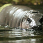 Hippopotamus Wallpapers Image