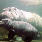 Hippopotamus under Water Image