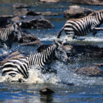 The Image of Zebra