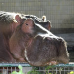 Hippo Images