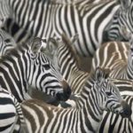 Zebras Images