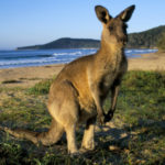 Photo of Kangaroo Animal