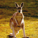 Picture of Kangaroo Animal