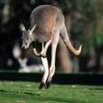 Kangaroo Jumps Photo