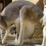 Kangaroo and Babies Image