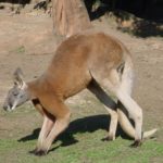 Photo of Kangaroos
