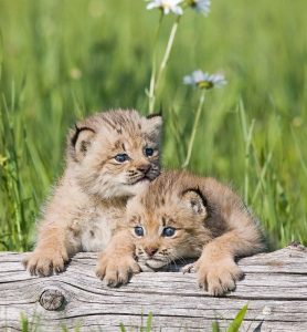 Kittens of Canada Lynx Photo