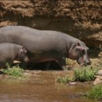 Mother and Baby Hippopotamus Photo