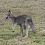 Mother with Baby kangaroo Picture