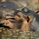 Hippopotamus Photos