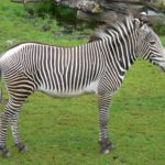 Zebra Photos