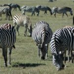 Zebras Photos