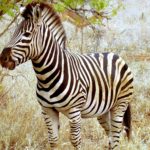 The Zebra Pics
