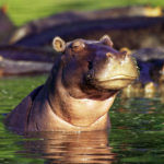 Hippo Pictures