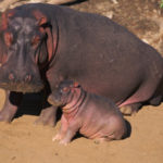 Hippopotamus Pictures