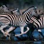 Zebra Pictures