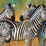 Zebras Pictures