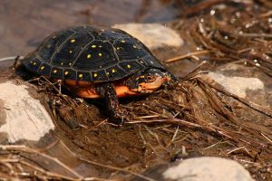 Images of Spotted Turtle