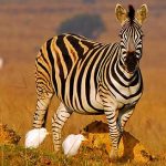 Wallpaper of Zebra Photo