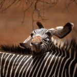 Zebra Wallpapers