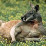 kangaroo Wallpapers