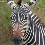 Zebra Image