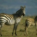 Zebra Burchells Picture