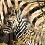 Pictures of Zebra Calf