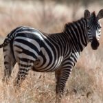 Zebra Desktop Background Image