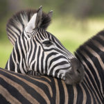 Zebra Desktop Wallpaper Picture
