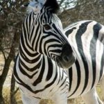 Zebra Faced Image
