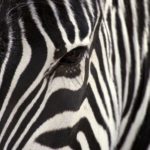 Image of Zebra