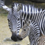 Images of Zebra